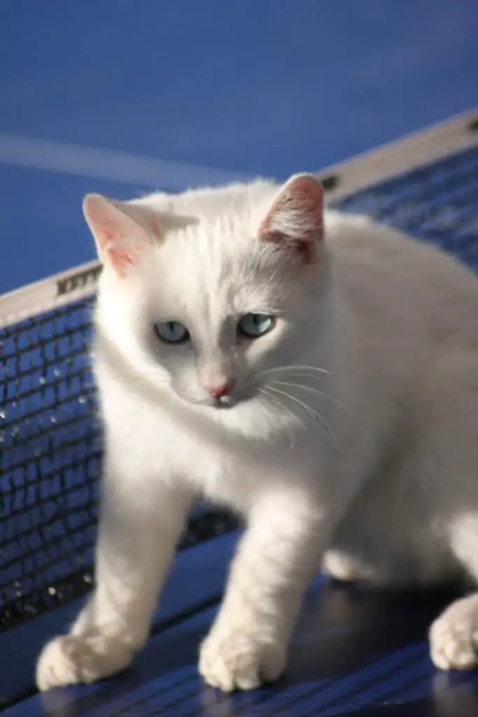 Cat at Ping Pong/Table Tennis table